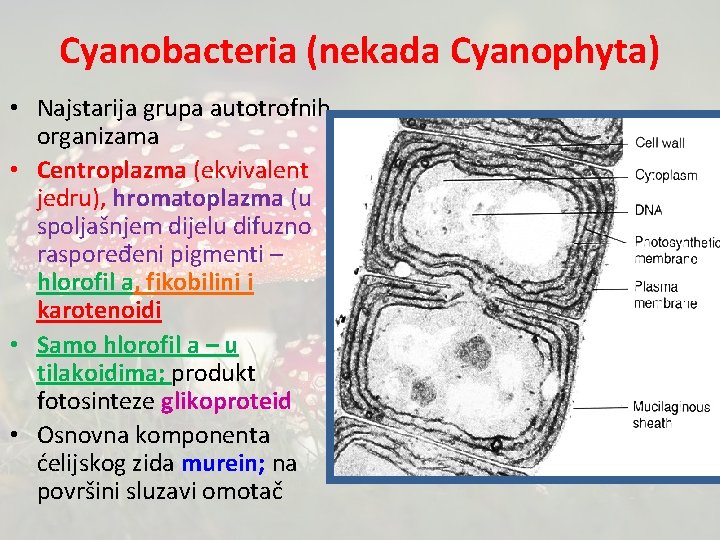 Cyanobacteria (nekada Cyanophyta) • Najstarija grupa autotrofnih organizama • Centroplazma (ekvivalent jedru), hromatoplazma (u
