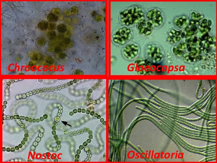 Chroococus Gloeocapsa Nostoc Oscillatoria 