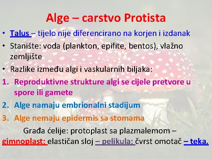 Alge – carstvo Protista • Talus – tijelo nije diferencirano na korjen i izdanak