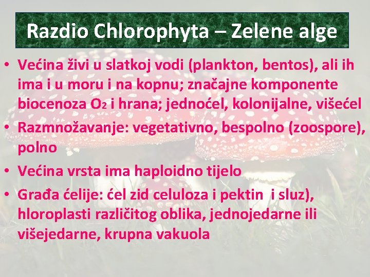 Razdio Chlorophyta – Zelene alge • Većina živi u slatkoj vodi (plankton, bentos), ali