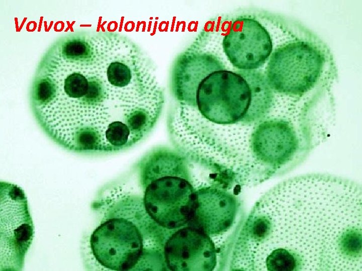 Volvox – kolonijalna alga 