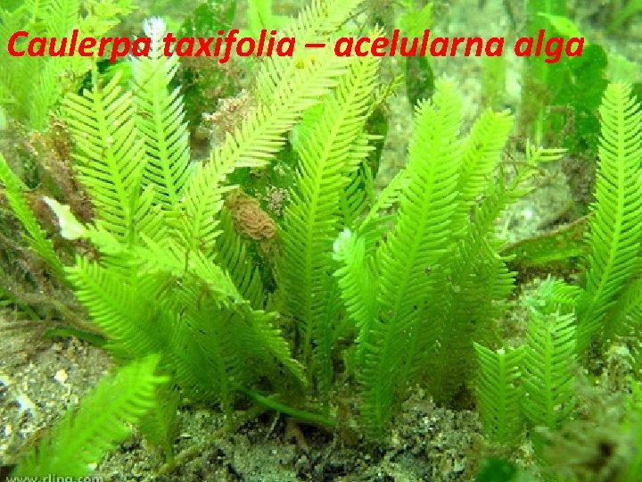 Caulerpa taxifolia – acelularna alga 