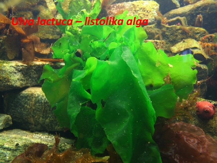 Ulva lactuca – listolika alga 