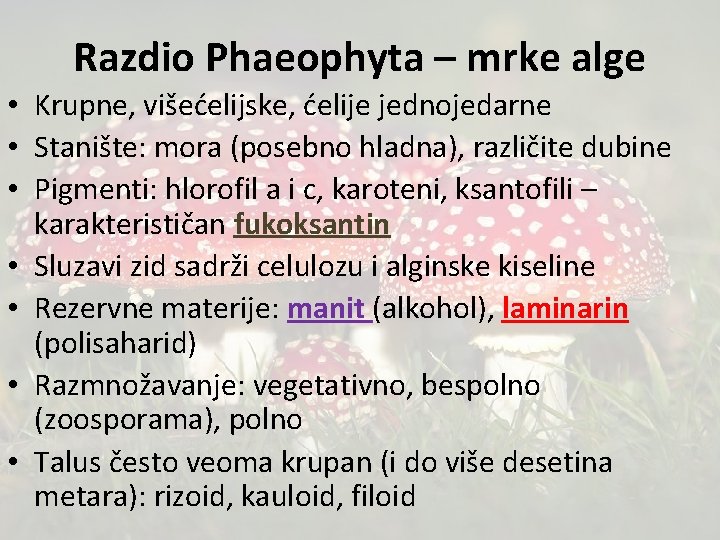 Razdio Phaeophyta – mrke alge • Krupne, višećelijske, ćelije jednojedarne • Stanište: mora (posebno