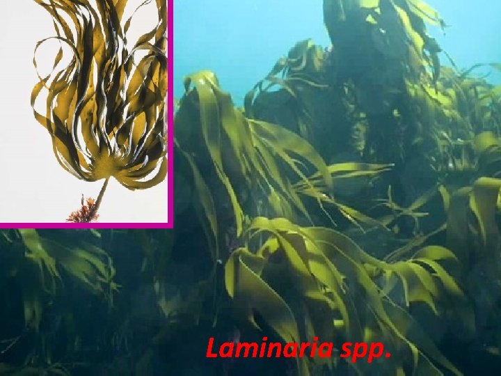 Laminaria spp. 