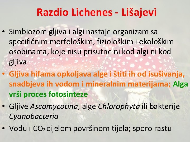 Razdio Lichenes - Lišajevi • Simbiozom gljiva i algi nastaje organizam sa specifičnim morfološkim,