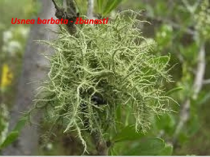 Usnea barbata - žbunasti 