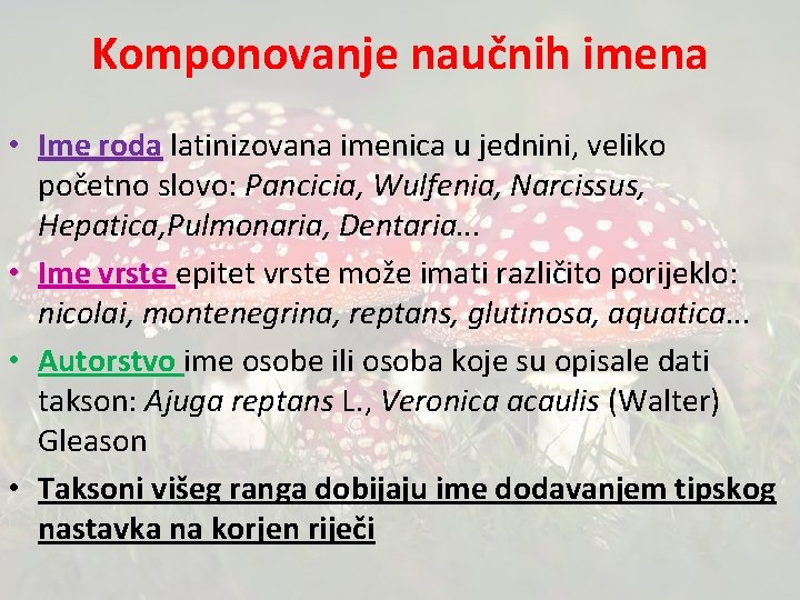 Komponovanje naučnih imena • Ime roda latinizovana imenica u jednini, veliko početno slovo: Pancicia,