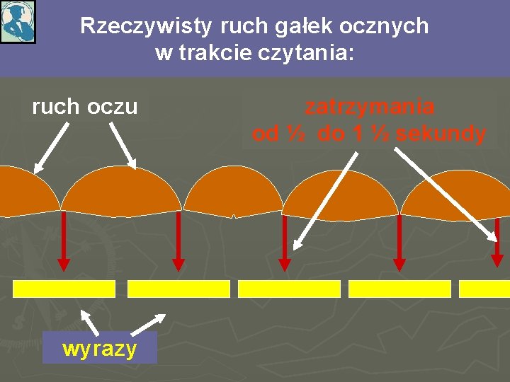 Rzeczywisty ruch gałek ocznych w trakcie czytania: ruch oczu wyrazy zatrzymania od ½ do