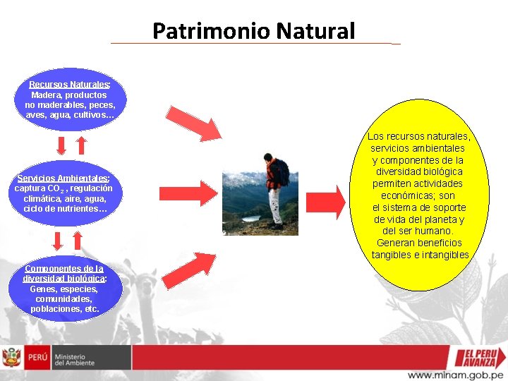 Patrimonio Natural Recursos Naturales: Madera, productos no maderables, peces, aves, agua, cultivos… Servicios Ambientales: