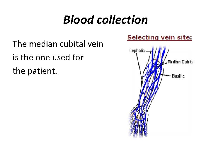 Blood collection The median cubital vein is the one used for the patient. 