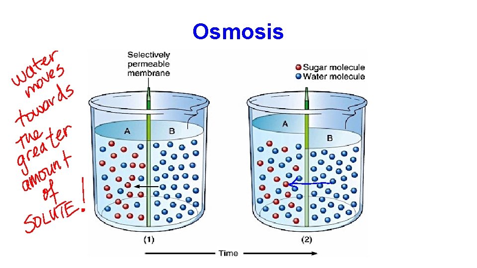 Osmosis 