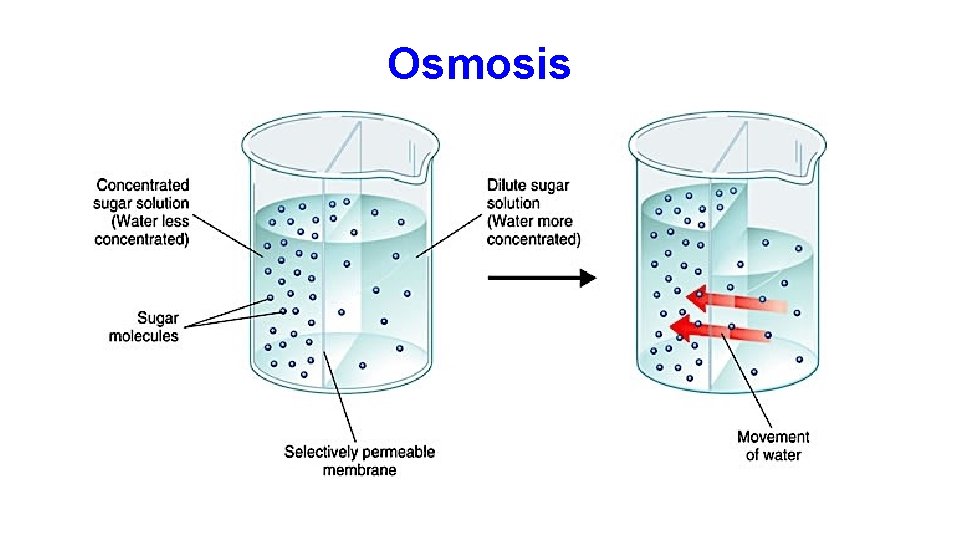 Osmosis 