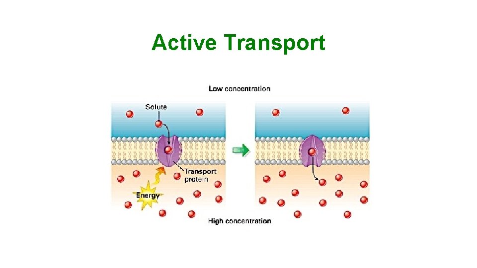 Active Transport 