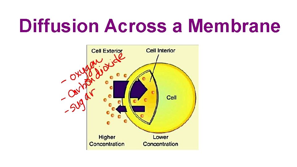 Diffusion Across a Membrane 