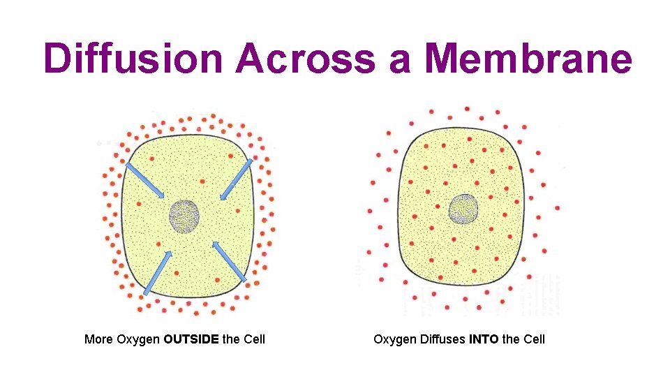 Diffusion Across a Membrane More Oxygen OUTSIDE the Cell Oxygen Diffuses INTO the Cell