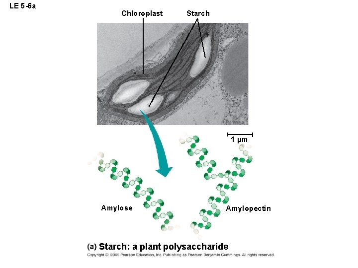 LE 5 -6 a Chloroplast Starch 1 µm Amylose Amylopectin Starch: a plant polysaccharide