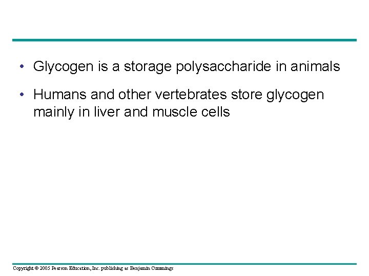  • Glycogen is a storage polysaccharide in animals • Humans and other vertebrates