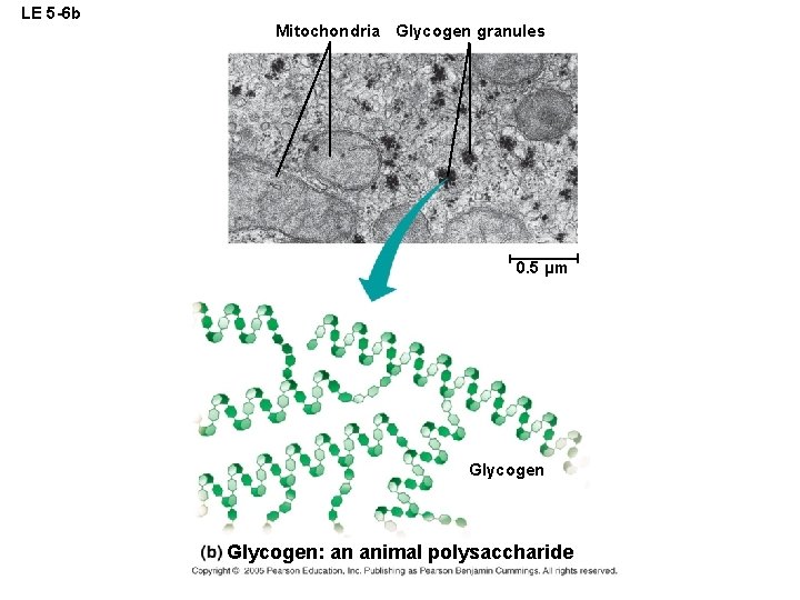 LE 5 -6 b Mitochondria Glycogen granules 0. 5 µm Glycogen: an animal polysaccharide