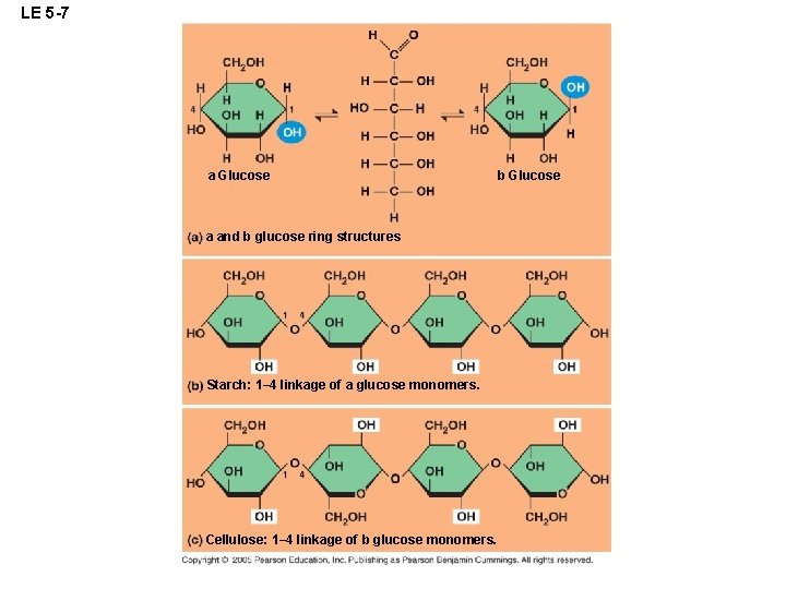 LE 5 -7 a Glucose a and b glucose ring structures Starch: 1– 4