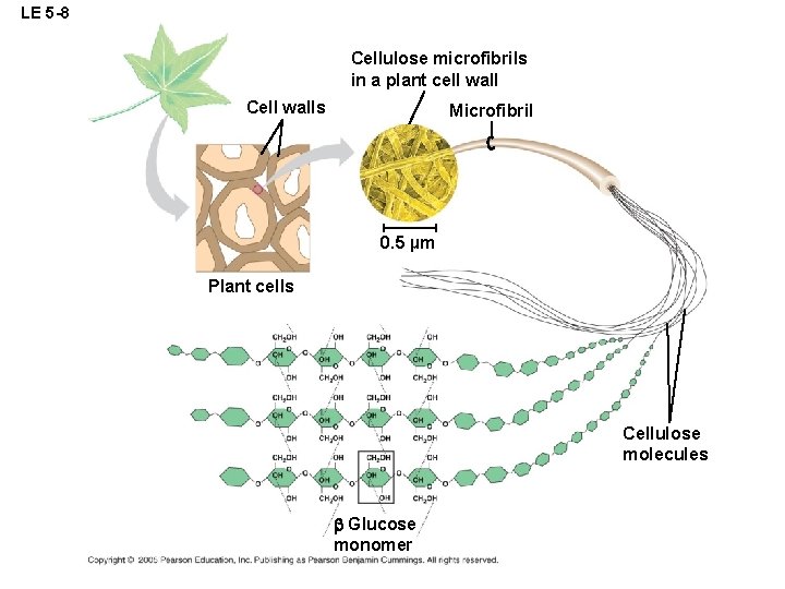 LE 5 -8 Cellulose microfibrils in a plant cell wall Cell walls Microfibril 0.