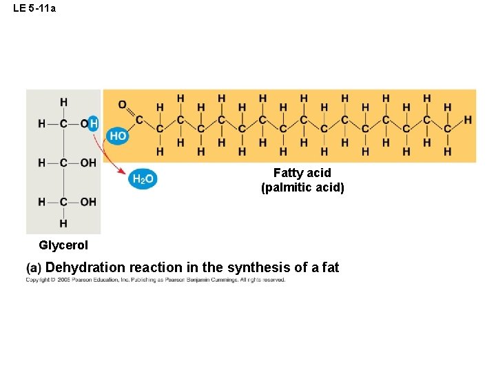 LE 5 -11 a Fatty acid (palmitic acid) Glycerol Dehydration reaction in the synthesis