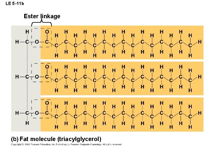 LE 5 -11 b Ester linkage Fat molecule (triacylglycerol) 