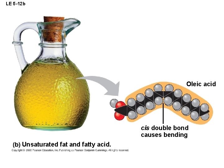 LE 5 -12 b Oleic acid cis double bond causes bending Unsaturated fat and