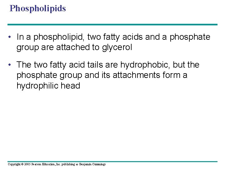 Phospholipids • In a phospholipid, two fatty acids and a phosphate group are attached