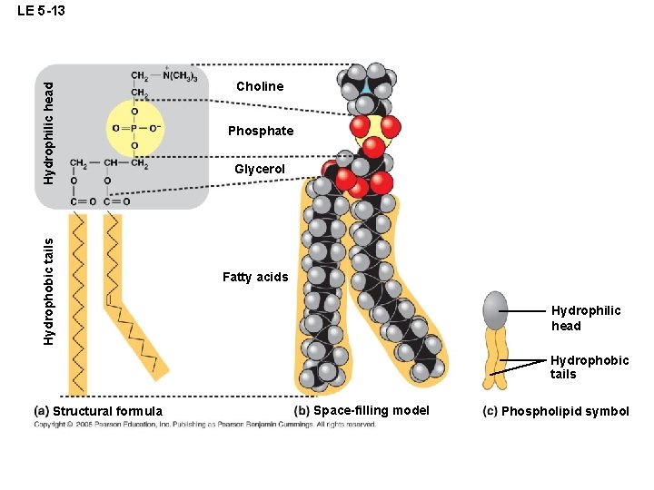 Hydrophobic tails Hydrophilic head LE 5 -13 Choline Phosphate Glycerol Fatty acids Hydrophilic head