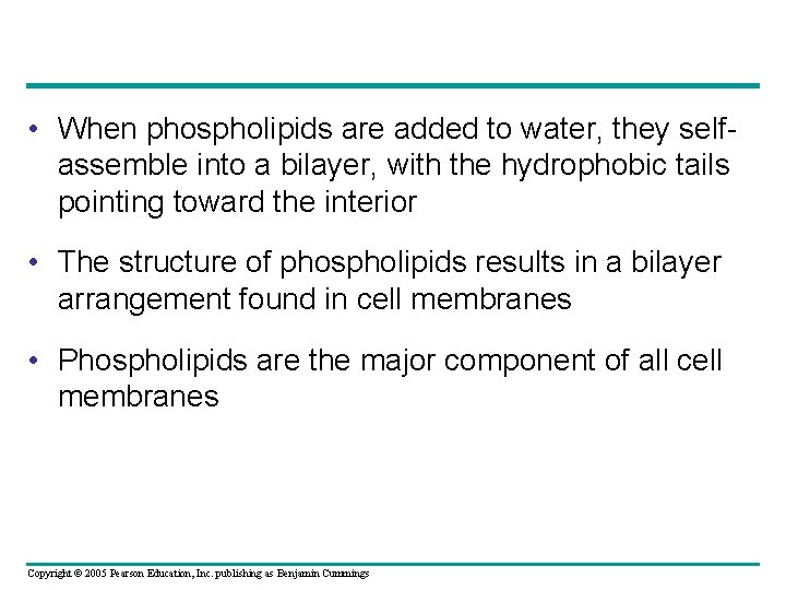  • When phospholipids are added to water, they selfassemble into a bilayer, with