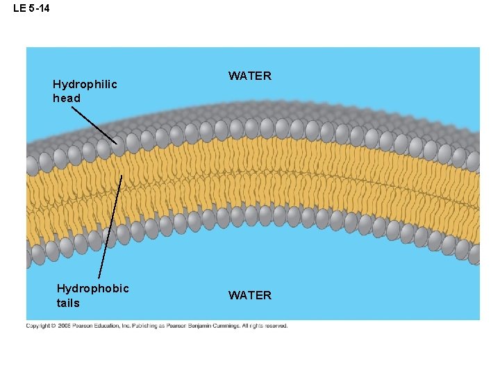 LE 5 -14 Hydrophilic head Hydrophobic tails WATER 