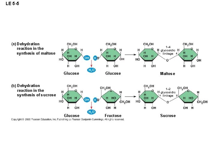 LE 5 -5 Dehydration reaction in the synthesis of maltose 1– 4 glycosidic linkage