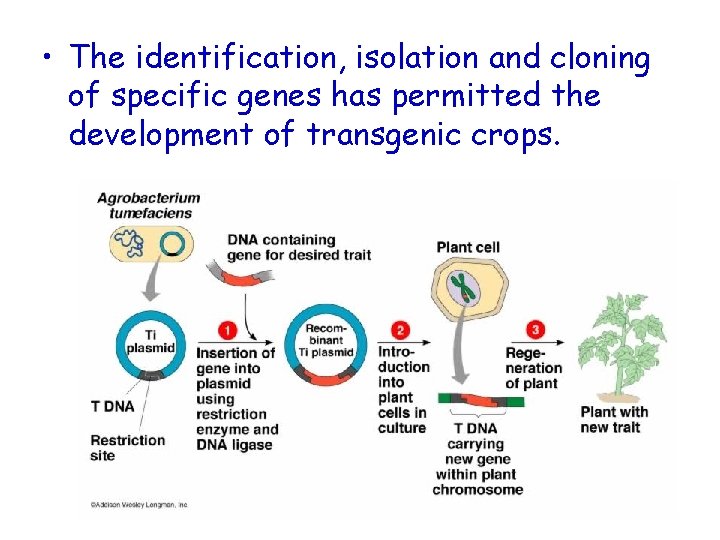  • The identification, isolation and cloning of specific genes has permitted the development