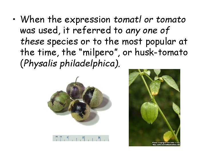  • When the expression tomatl or tomato was used, it referred to any