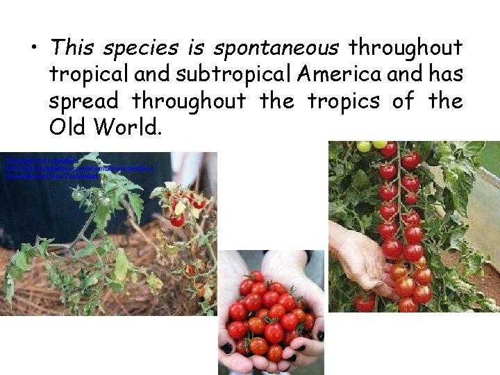  • This species is spontaneous throughout tropical and subtropical America and has spread