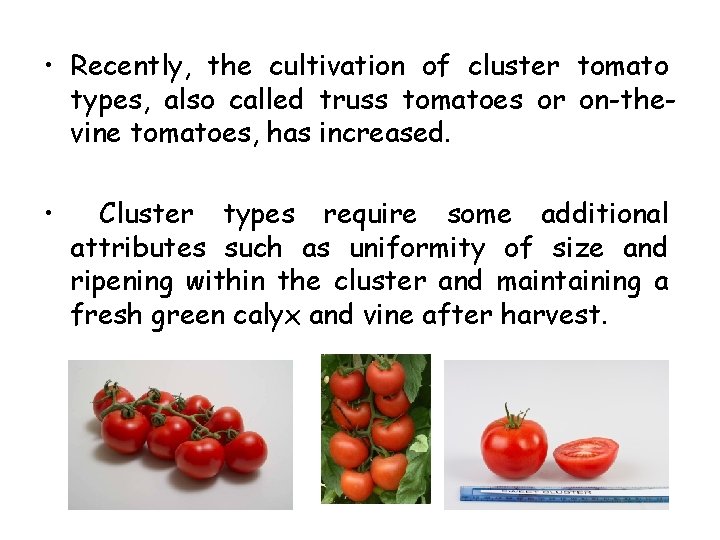  • Recently, the cultivation of cluster tomato types, also called truss tomatoes or