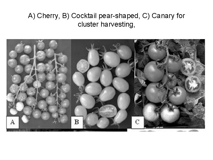 A) Cherry, B) Cocktail pear-shaped, C) Canary for cluster harvesting, 