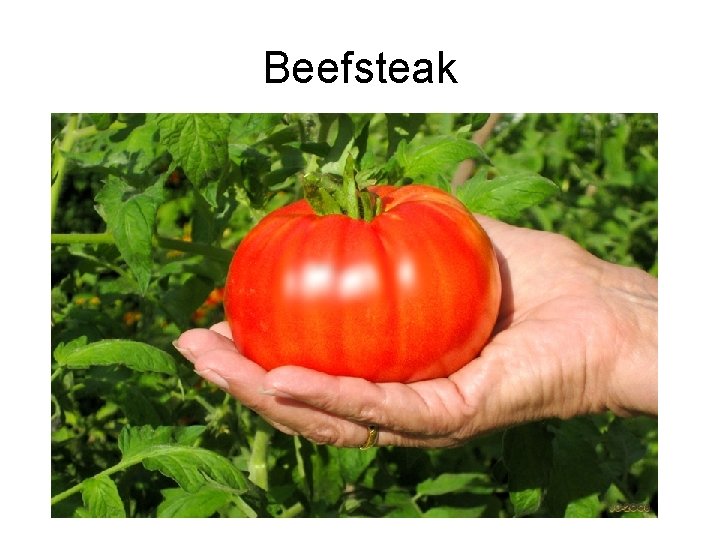 Beefsteak 