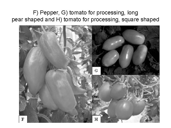 F) Pepper, G) tomato for processing, long pear shaped and H) tomato for processing,