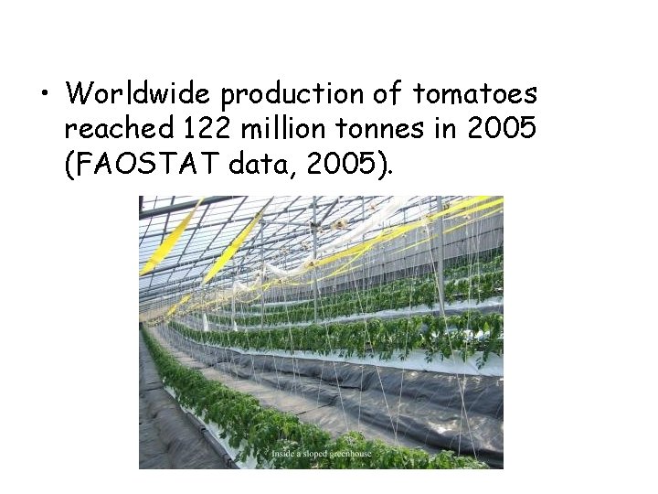  • Worldwide production of tomatoes reached 122 million tonnes in 2005 (FAOSTAT data,