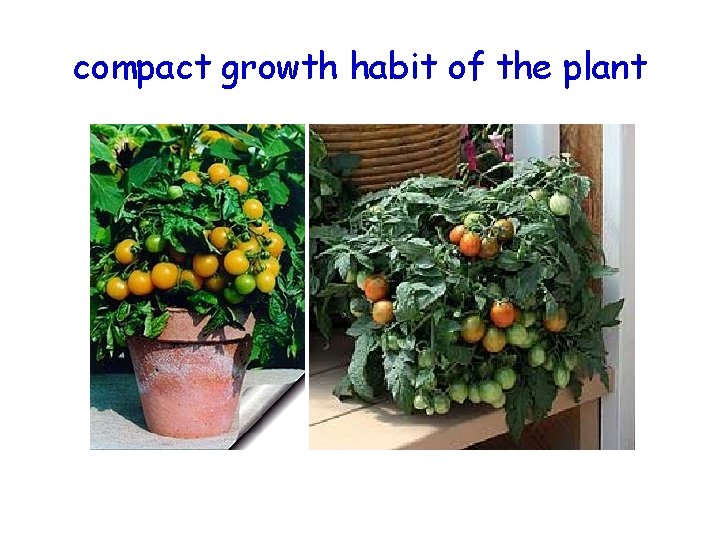 compact growth habit of the plant 