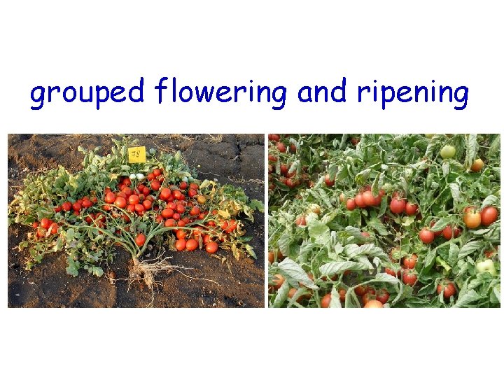 grouped flowering and ripening 