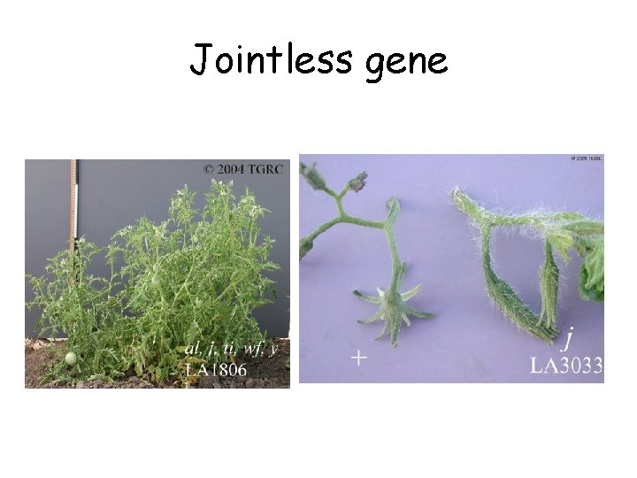 Jointless gene 