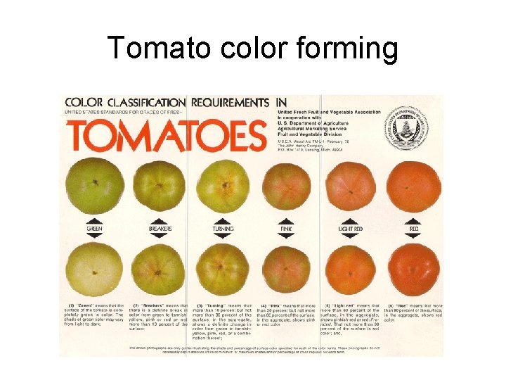 Tomato color forming 