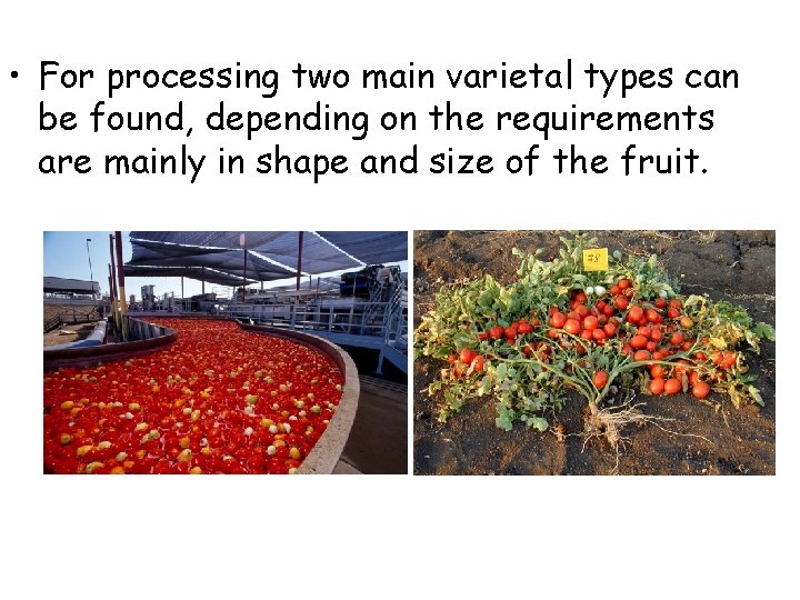  • For processing two main varietal types can be found, depending on the