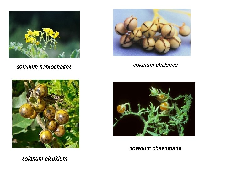 solanum habrochaites solanum chillense solanum cheesmanii solanum hispidum 