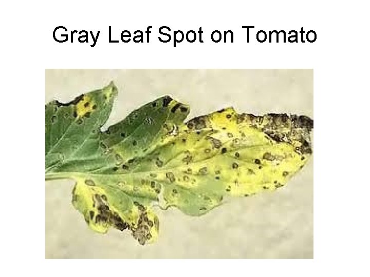 Gray Leaf Spot on Tomato 