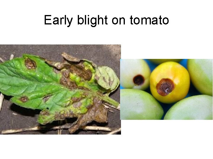 Early blight on tomato 