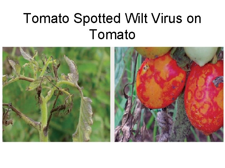 Tomato Spotted Wilt Virus on Tomato 